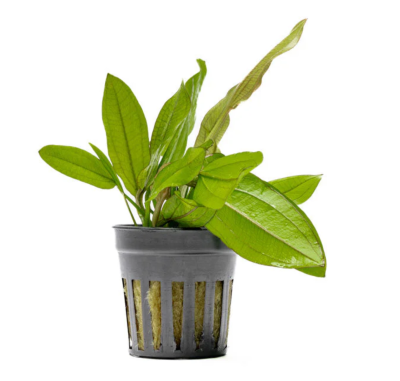 Эхинодорус дикая трава Красный, в горшочке (Echinodorus Red Wild Grass)